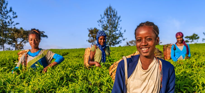Global South agricultural innovation program